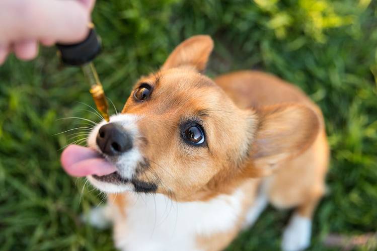 Pawsitively Well: Exploring the Potential of CBD for Pets