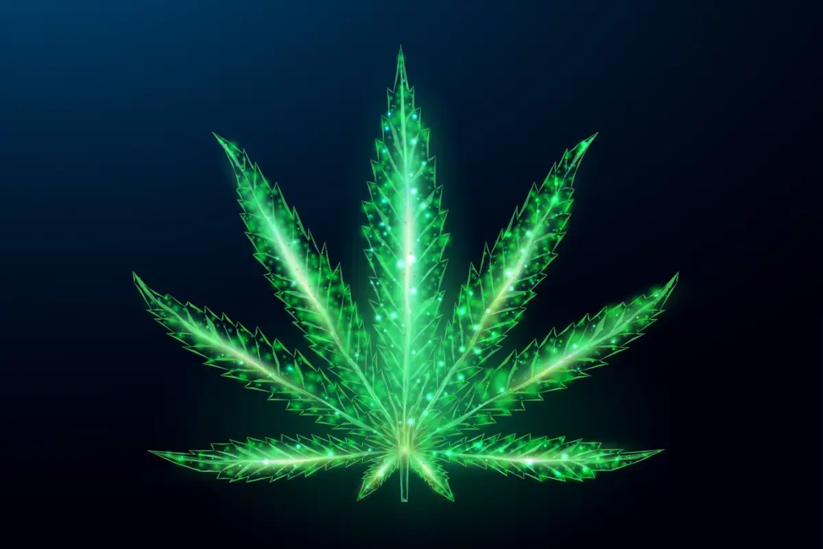 The Hybrid Strain: Cannabis and Modern Medicine